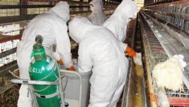 Photo of Ecuador registra primer caso de influenza aviar en humanos